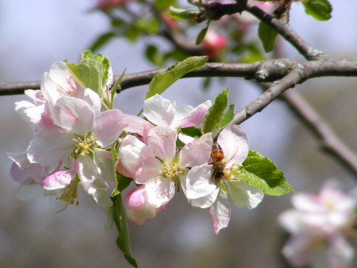 Pollinators!