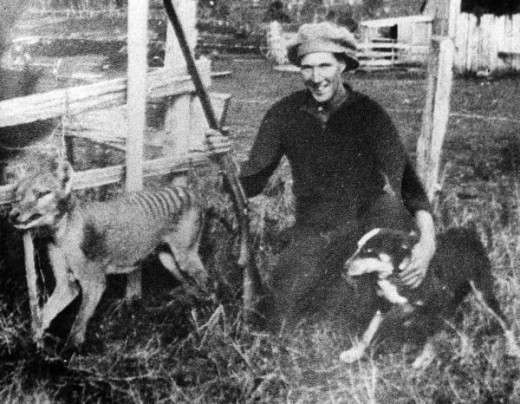 The last Tasmanian tiger shot in the wild