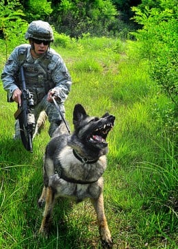 German Shepherd - Meet The World's Leading Military, Police and Guard Dog