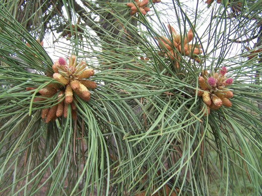 Ponderous Pine