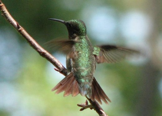 Ruby-throated hummingbird fluttering its wings in spring.
