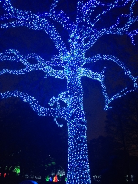 A beautiful, non pine tree lit up!