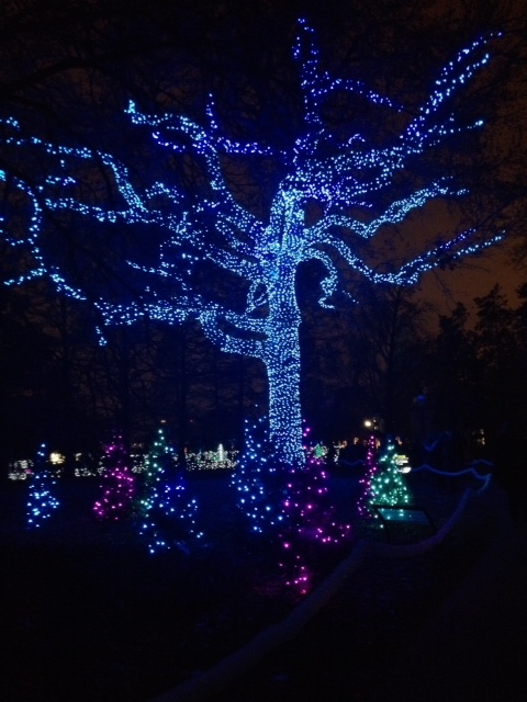 Trees lit up!  The larger tree in back, is simply remarkable.  How they have it lit up like that, is beautiful, and shows some real talent I think!