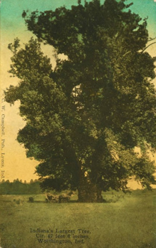 The Giant Sycamore Tree of Worthington Indiana