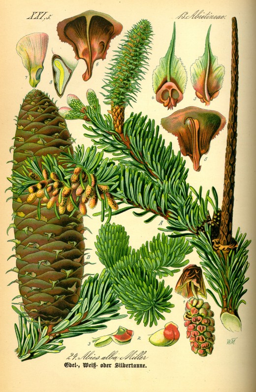 The siver fir (Abies alba) one several evergreen trees worshiped in pagan history.