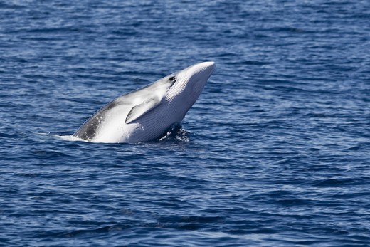 Antarctic Minke Whale