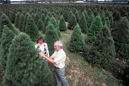A Christmas tree farm in USA.