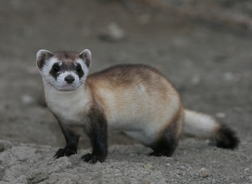 The black-footed ferret