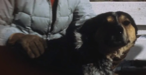 Shep - The dog that saved the black-footed ferret