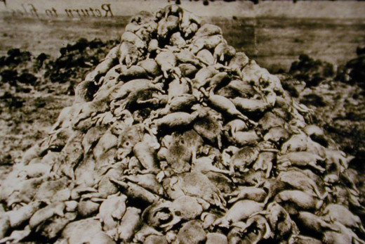 Poisoned prairie dogs in Arizona around 1900