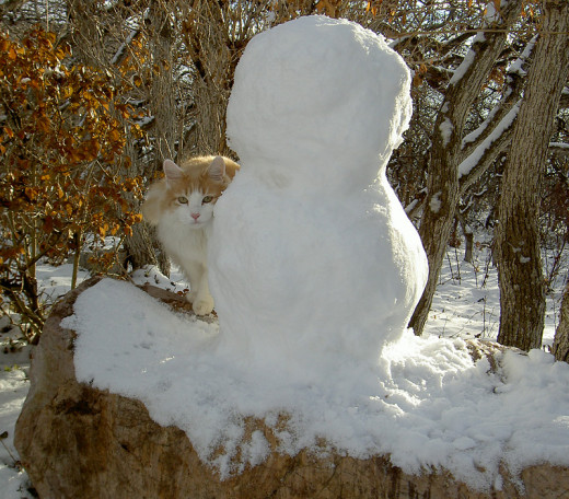 My parents' cat Jason "helping" make a snowman.