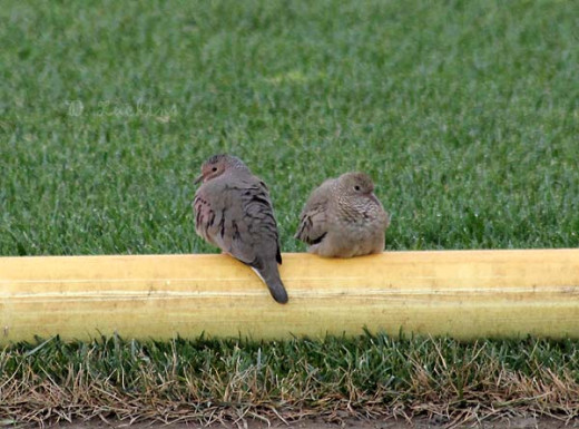I found these little guys on this year's count. I counted in a rural, farming area.