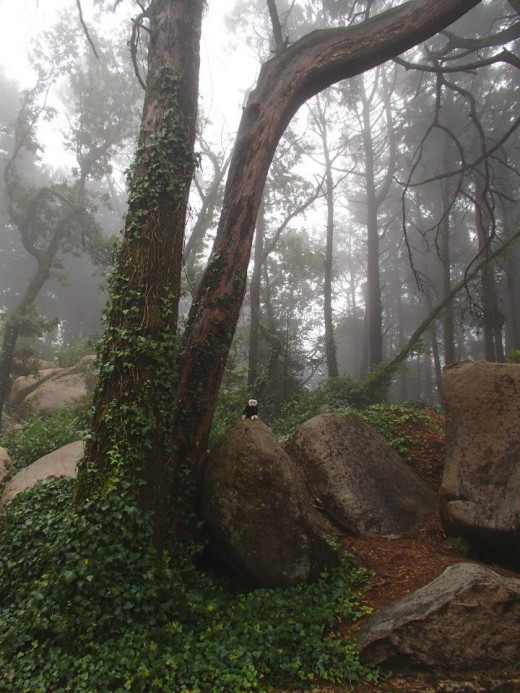 Exploring the Forest