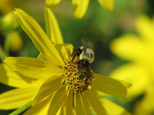 Native Bumblebee on wild sunflower.