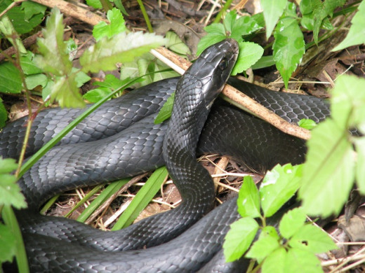 Black Racer snakes eat rats, mice and other vermin.