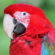 WildParrot profile image