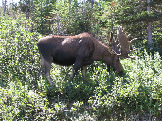 We were fortunate enough to see three moose in Maine, two of them very close.