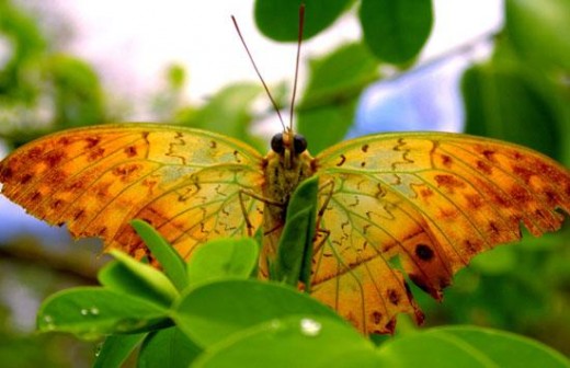 Orangestad Butterfly in Butterfly Garden