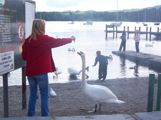 Handfeeding the Swan