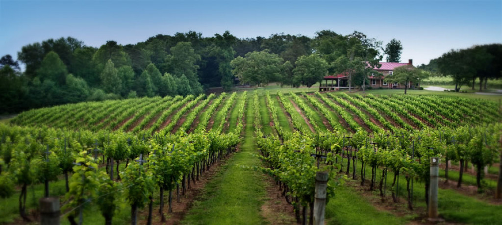 north fork vineyards