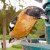 Pheucticus melanocephalus male Birds of Vancouver Pheucticus melanocephalus male Birds of Vancouver