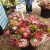 Proteas for sale at The Wild Oats Farmer's Market, Sedgefield, South Africa 