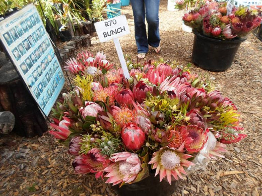 Proteas for sale at The Wild Oats Farmer's Market, Sedgefield, South Africa 