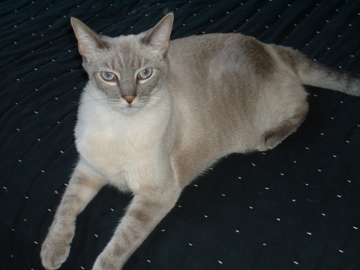 "Citizen" - a feline rescue case.