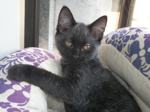 "Ninja" - a rescue cat.