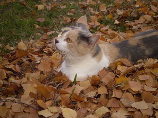 My cat playing in the leaves in my garden.