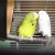 Woody tells Ozzie he's in the mood! Perhaps we will soon announce an egg! Woody tells Ozzie he's in the mood! Perhaps we will soon announce an egg!