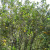 Ripe Oranges Ripe Oranges