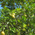A cross between a lemon and an orange-great juice. A cross between a lemon and an orange-great juice.