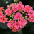 Kalanchoe succulent with bright pink flowers from the Train and flower show.