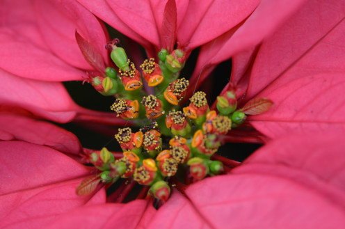 Red Poinsettia Plant closeup.Cyathium