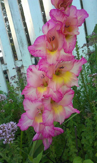 Pink and Yellow mixed Gladiolus