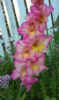 How to Grow Gladiolus