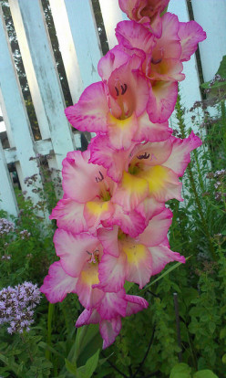 How to Grow Gladiolus