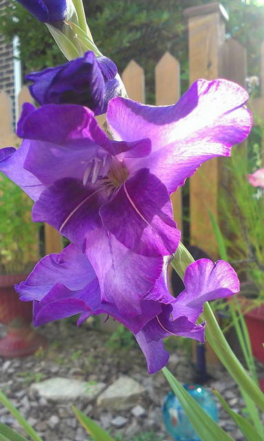 Gladiolus in purple