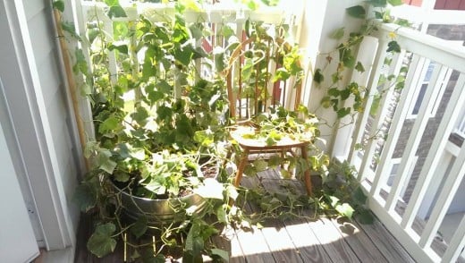 This is how big my cucumber plant was...and this was AFTER untangling it and pruning it! It was crazy!