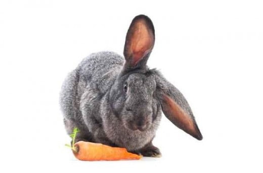 rabbit with a carrot