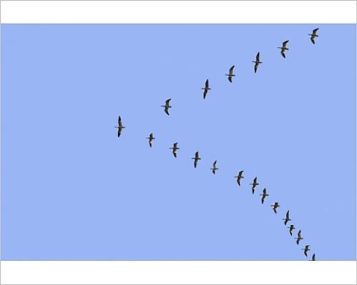 Snow Geese Flying in V-Formation