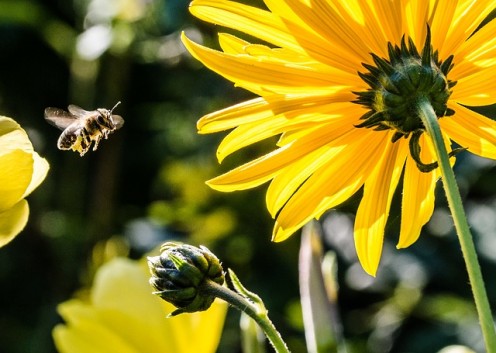 Could bees offer the cure for AIDS?