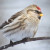 Mealy Redpoll Acanthis flammea, female; Kotka, Finland Mealy Redpoll Acanthis flammea, female; Kotka, Finland