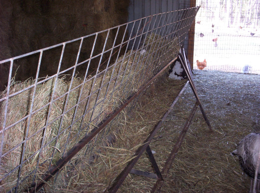 Flex Feeders with Hay Racks that Prevent Goats from Standing or Laying in Feeders 