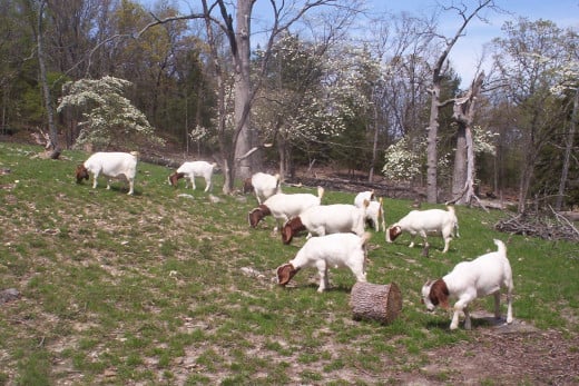 Meat Goats on Pasture