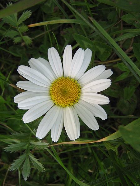 A sweet little chamomile flower. 