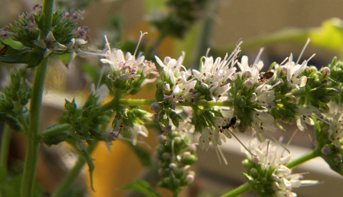 Little white spearmint flowers.