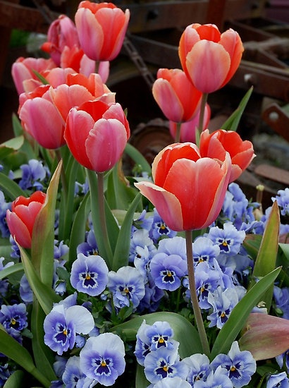 Tulips and Pansies  a great combination