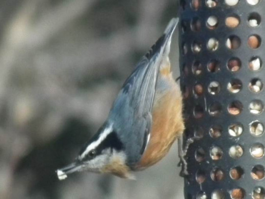 Red-Breasted Nuthatch on peanut feeder